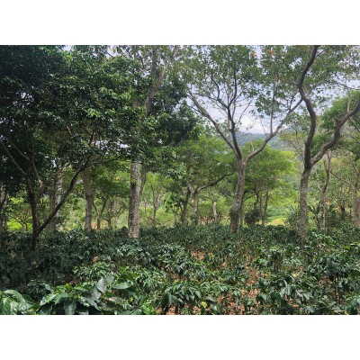 NICARAGUA FINCA LA VERONA ANAEROBIC COLOMBIA 227g (1/2 lbs)